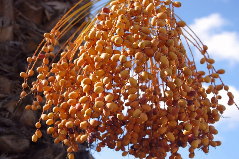 Dates : ಖರ್ಜೂರದ 10 ಆರೋಗ್ಯ ಪ್ರಯೋಜನಗಳು