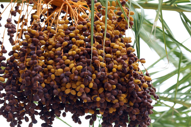 dates health benefits in kannada