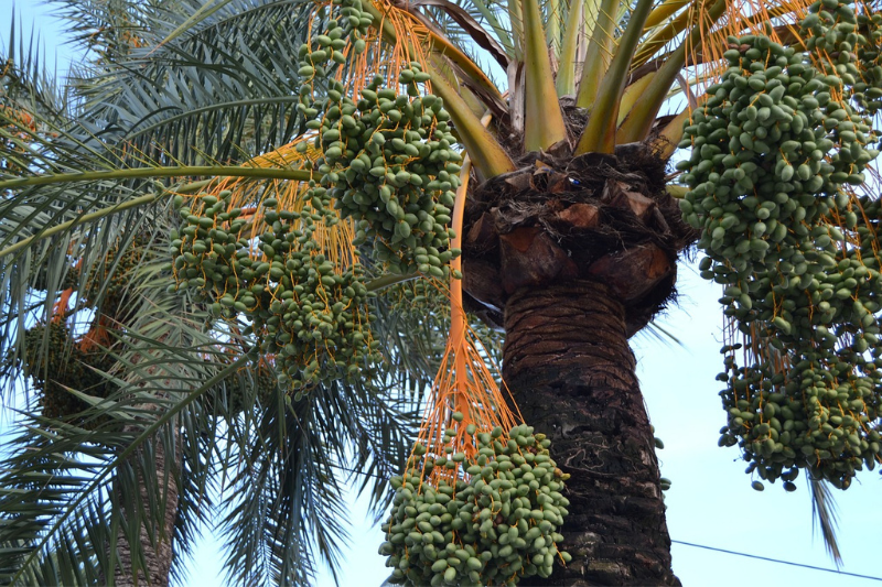 dates health benefits in kannada