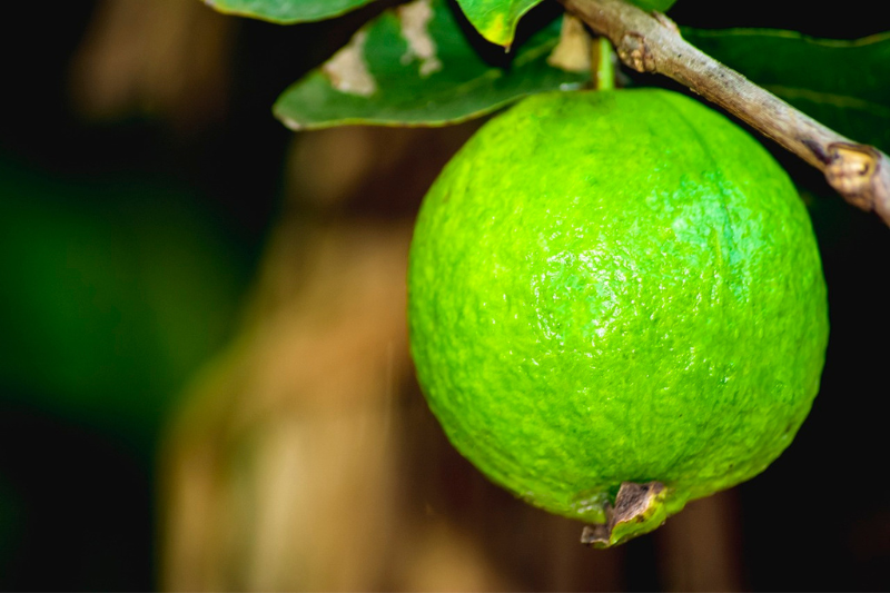 health benefits of guava in kannada