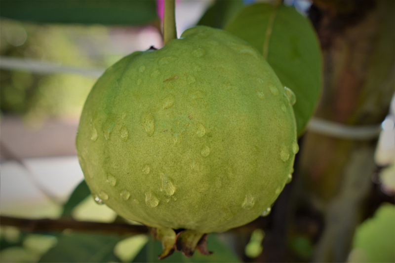 health benefits of guava in kannada