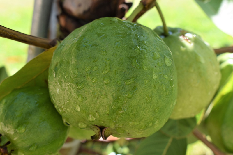 health benefits of guava in kannada