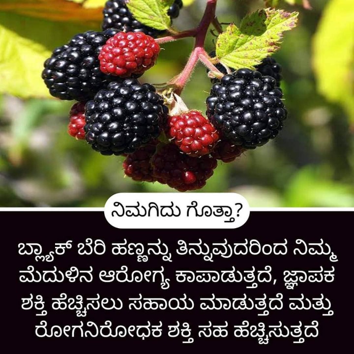 ಮನೆ ಮದ್ದು