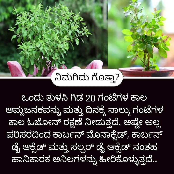 ಮನೆ ಮದ್ದು