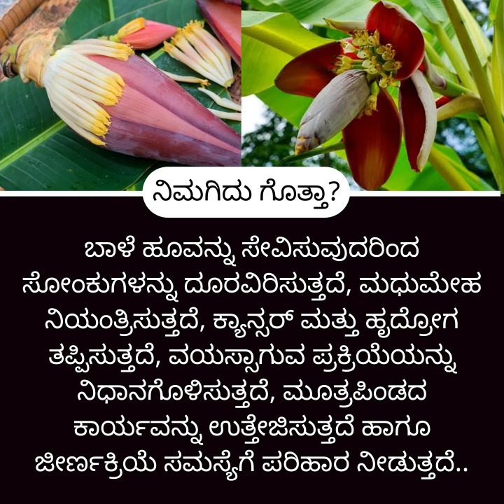 ಮನೆ ಮದ್ದು