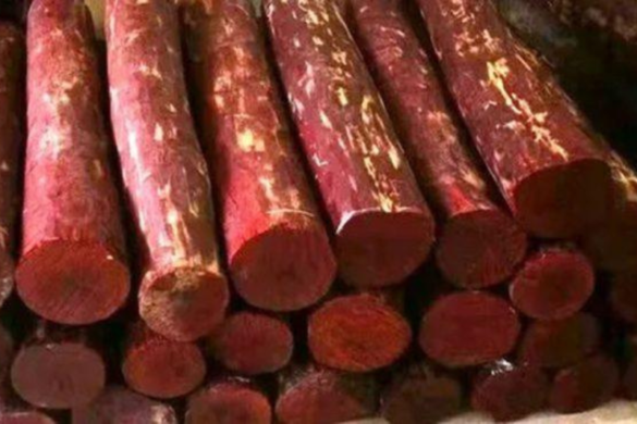 red-sandalwood-in-kannada