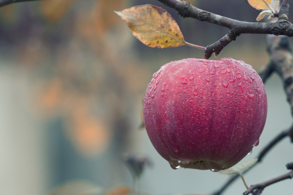 10 health benefits of apple in kannada