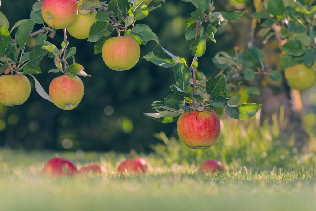 10 health benefits of apple in kannada