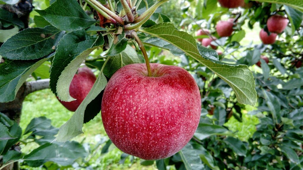 10 health benefits of apple in kannada