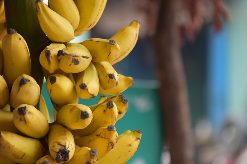 Banana : ಬಾಳೆ ಹಣ್ಣಿನ 10 ಆರೋಗ್ಯ ಪ್ರಯೋಜನಗಳು