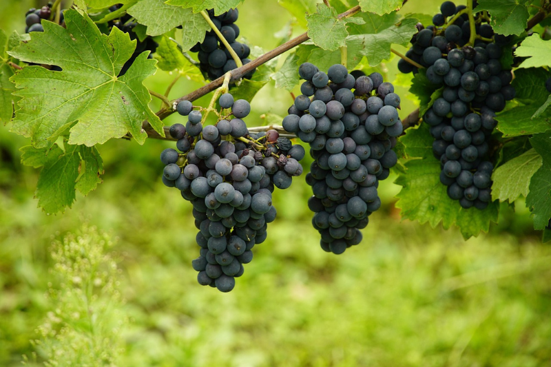 10-health-benefits-of-grapes-in-kannada