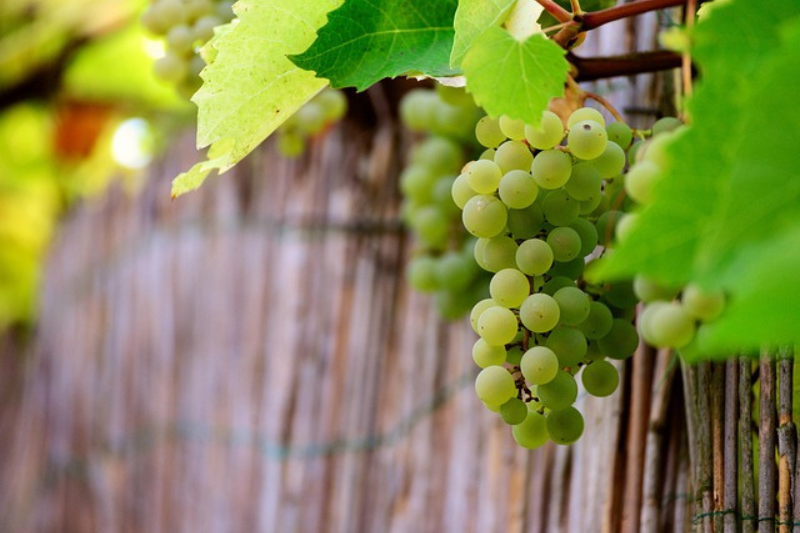 10-health-benefits-of-grapes-in-kannada