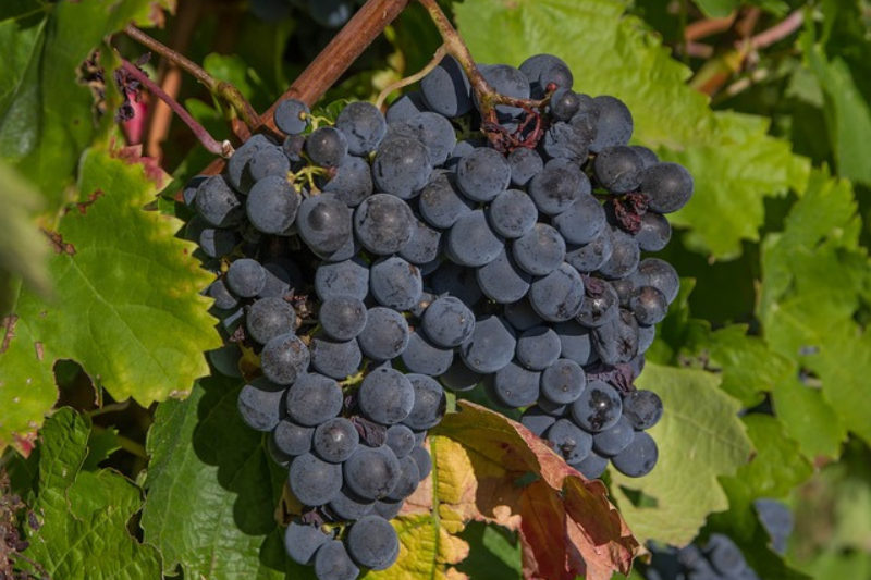 10-health-benefits-of-grapes-in-kannada