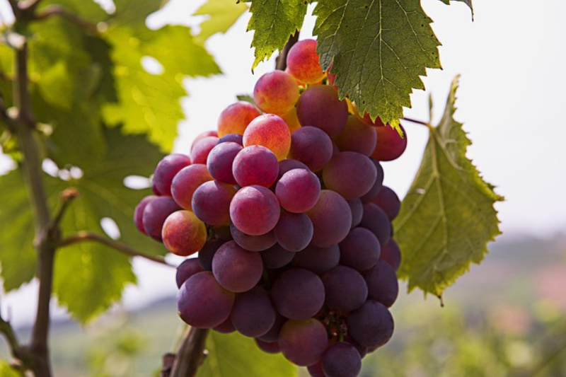 10-health-benefits-of-grapes-in-kannada