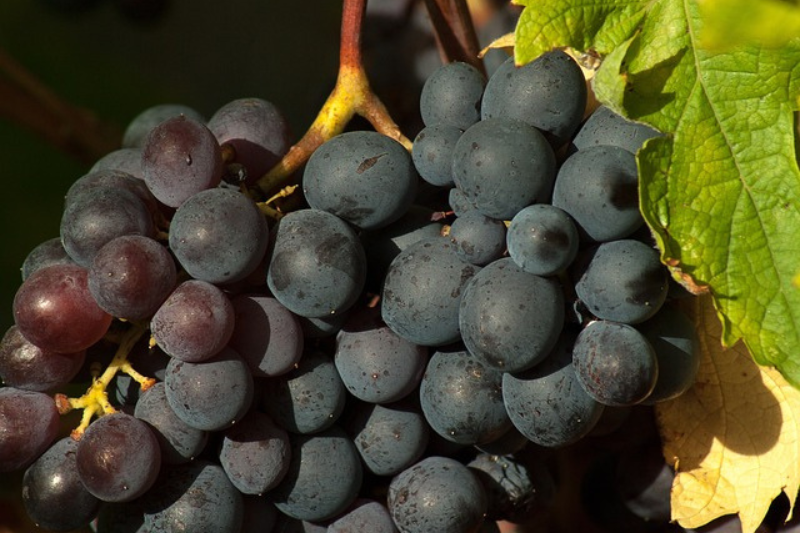 10-health-benefits-of-grapes-in-kannada