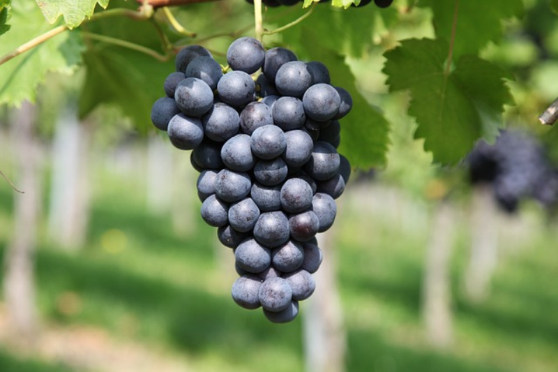 10-health-benefits-of-grapes-in-kannada