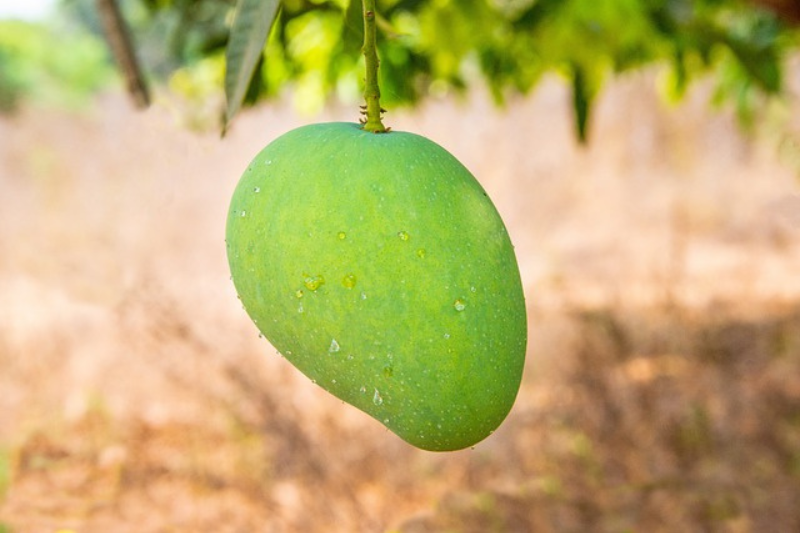 10-health-benefits-of-mango-in-kannada