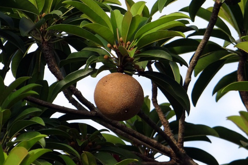 10-health-benefits-of-sapota-in-kannada