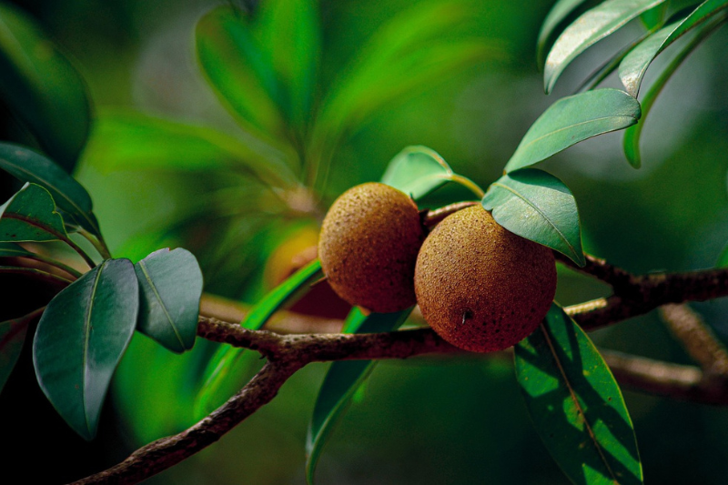 10-health-benefits-of-sapota-in-kannada