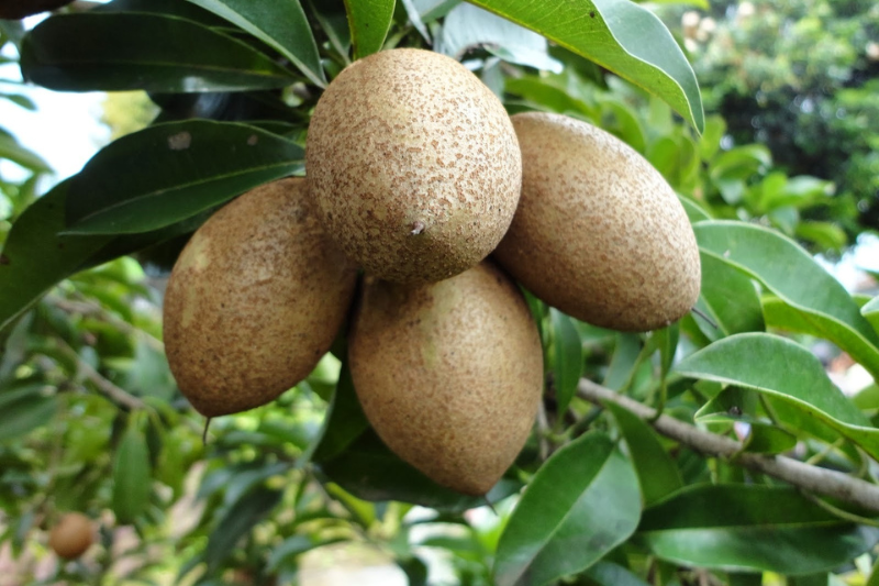 10-health-benefits-of-sapota-in-kannada