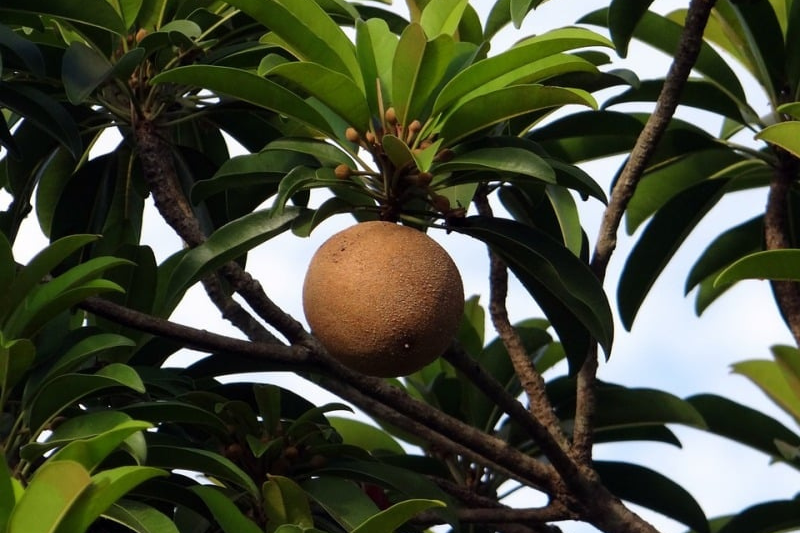 10-health-benefits-of-sapota-in-kannada