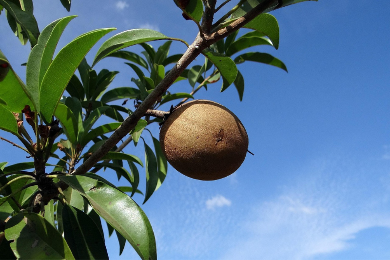 10-health-benefits-of-sapota-in-kannada