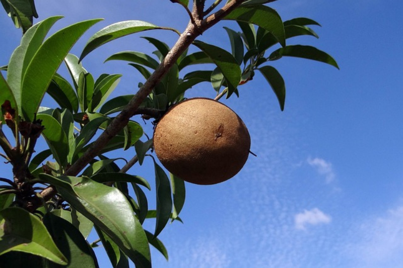10-health-benefits-of-sapota-in-kannada