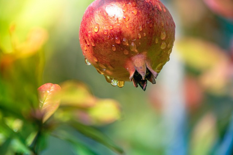 health-benefits-of-pomegranate
