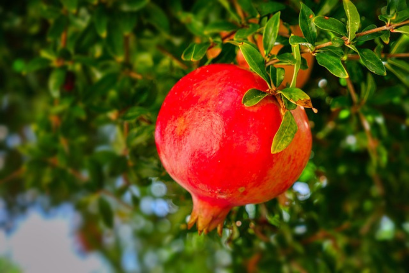health-benefits-of-pomegranate