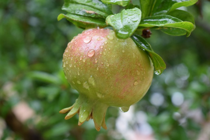 10-health-benefits-of-pomegranate-in-kannada