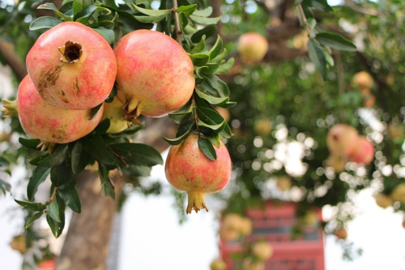 10-health-benefits-of-pomegranate-in-kannada