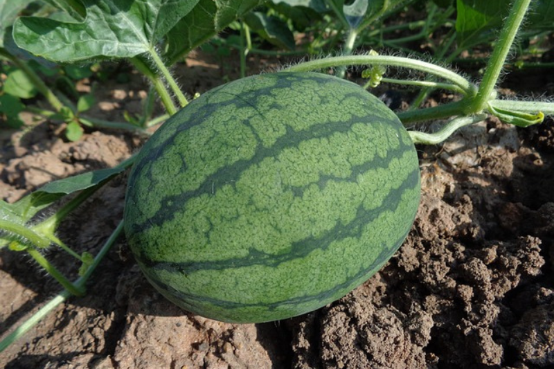 10-health-benefits-of-watermelon-in-kannada