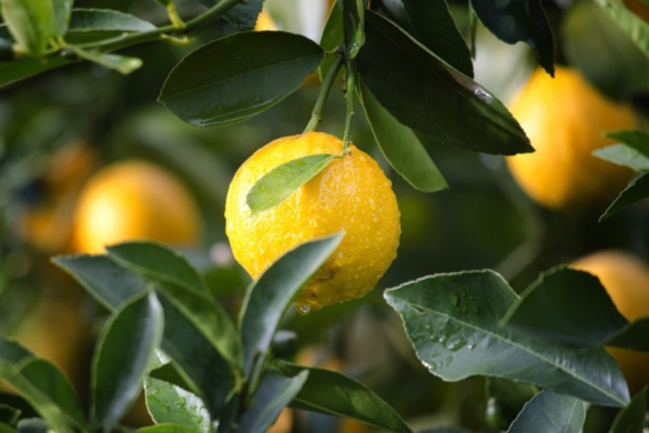Lemon Health Benefits: ನಿಂಬೆ ಹಣ್ಣಿನ 10 ಆರೋಗ್ಯ ಪ್ರಯೋಜನಗಳು