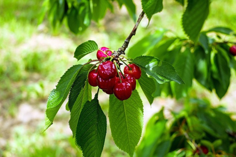 Cherry Fruit: ಚೆರ್ರಿ ಹಣ್ಣಿನ 10 ಆರೋಗ್ಯ ಪ್ರಯೋಜನಗಳು