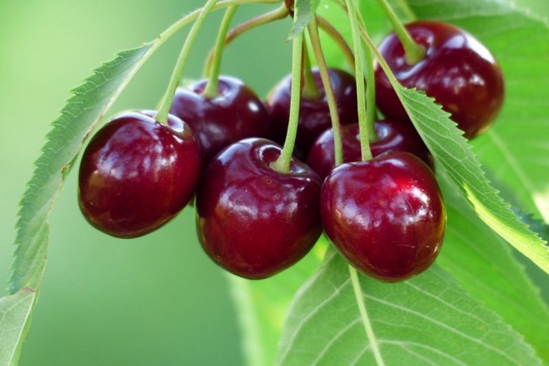 Cherry Fruit: ಚೆರ್ರಿ ಹಣ್ಣಿನ 10 ಆರೋಗ್ಯ ಪ್ರಯೋಜನಗಳು
