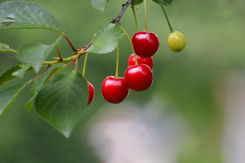 Cherry Fruit: ಚೆರ್ರಿ ಹಣ್ಣಿನ 10 ಆರೋಗ್ಯ ಪ್ರಯೋಜನಗಳು