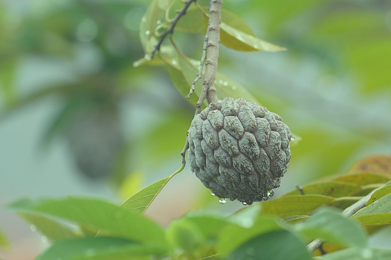 Custard Apple Fruit Health Benefits: ಸೀತಾಫಲ ಹಣ್ಣಿನ 10 ಆರೋಗ್ಯ ಪ್ರಯೋಜನಗಳು