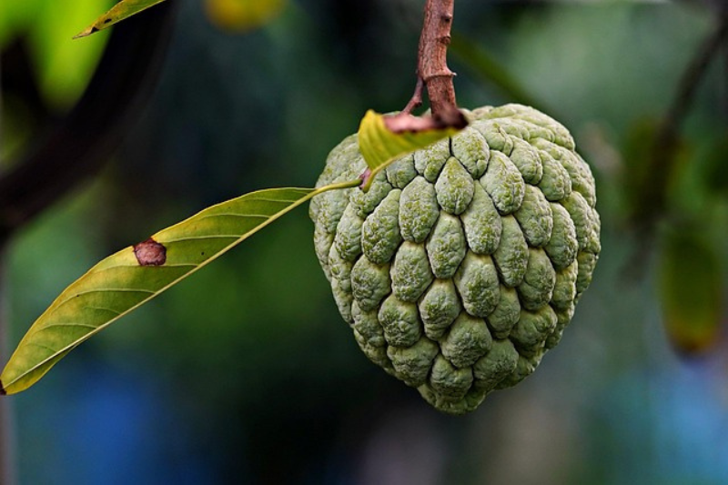 Custard Apple Fruit: ಸೀತಾಫಲ ಹಣ್ಣಿನ 10 ಆರೋಗ್ಯ ಪ್ರಯೋಜನಗಳು