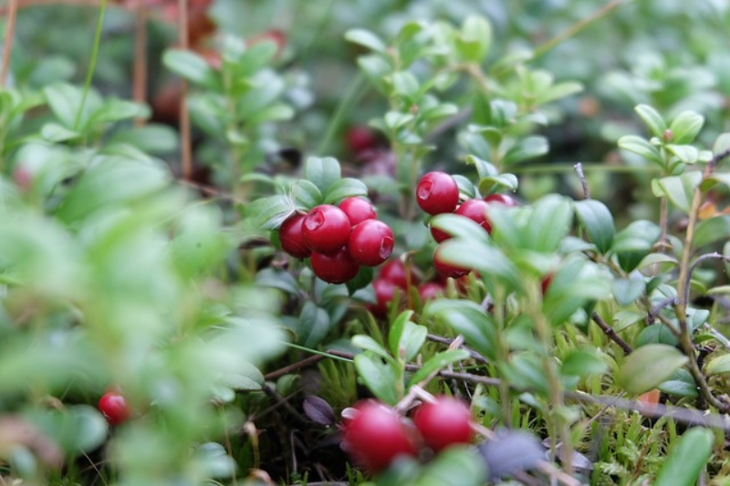 Cranberry Fruit Health Benefits: ಕ್ರಾನ್ಬೆರಿ ಹಣ್ಣಿನ 10 ಆರೋಗ್ಯ ಪ್ರಯೋಜನಗಳು