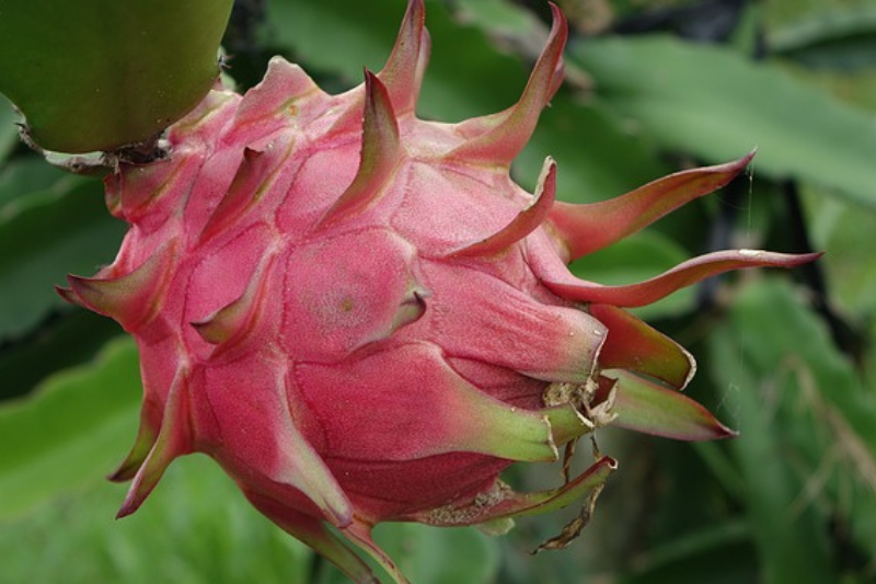 10-health-dragon-fruit-of-kiwi-in-kannada