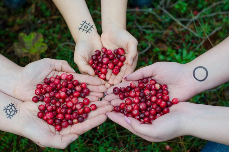 Cranberry Fruit: ಕ್ರಾನ್ಬೆರಿ ಹಣ್ಣಿನ 10 ಆರೋಗ್ಯ ಪ್ರಯೋಜನಗಳು