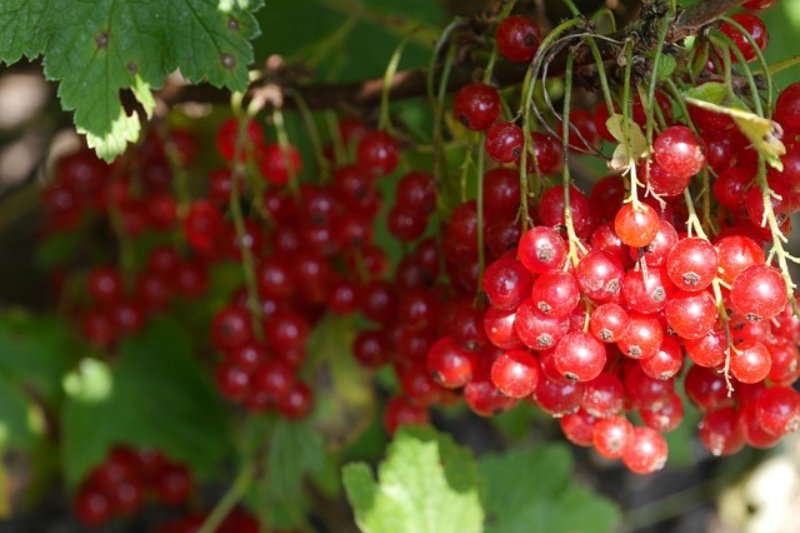 Cranberry Fruit Health Benefits: ಕ್ರಾನ್ಬೆರಿ ಹಣ್ಣಿನ 10 ಆರೋಗ್ಯ ಪ್ರಯೋಜನಗಳು