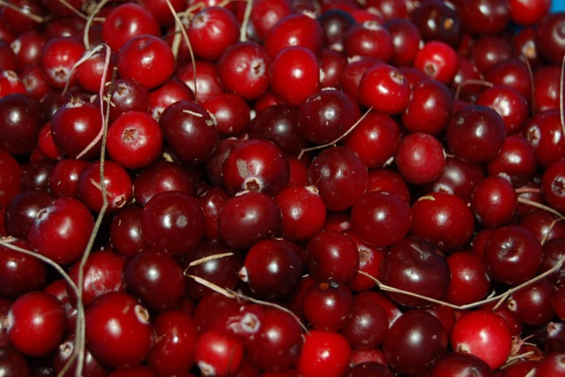 Cranberry Fruit Health Benefits: ಕ್ರಾನ್ಬೆರಿ ಹಣ್ಣಿನ 10 ಆರೋಗ್ಯ ಪ್ರಯೋಜನಗಳು